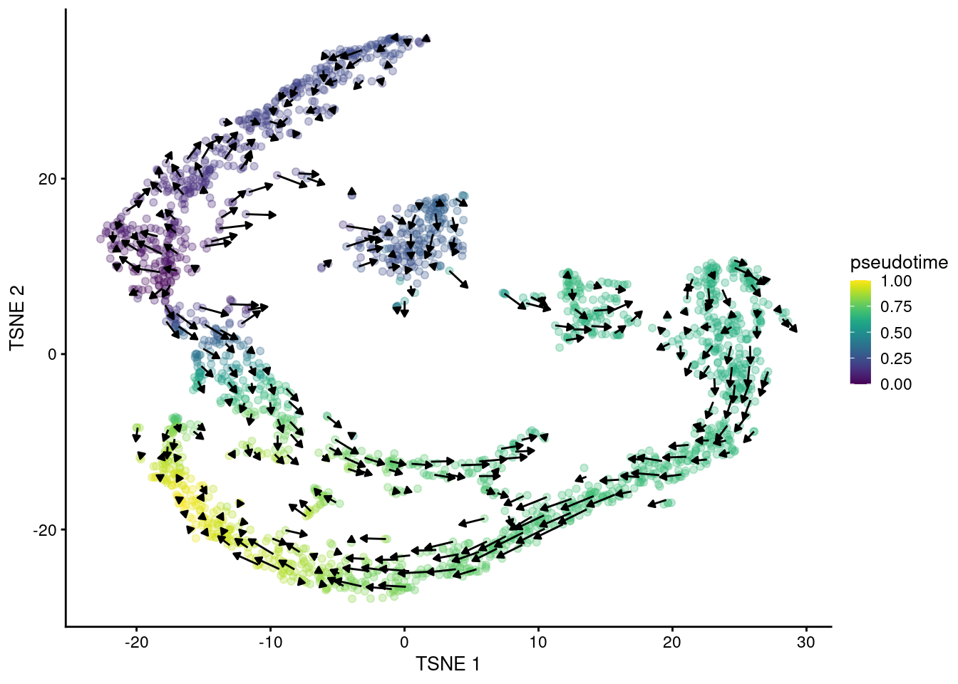 $t$-SNE plot of the Hermann spermatogenesis dataset, where each point is a cell and is colored by its velocity pseudotime. Arrows indicate the direction and magnitude of the velocity vectors, averaged over nearby cells.