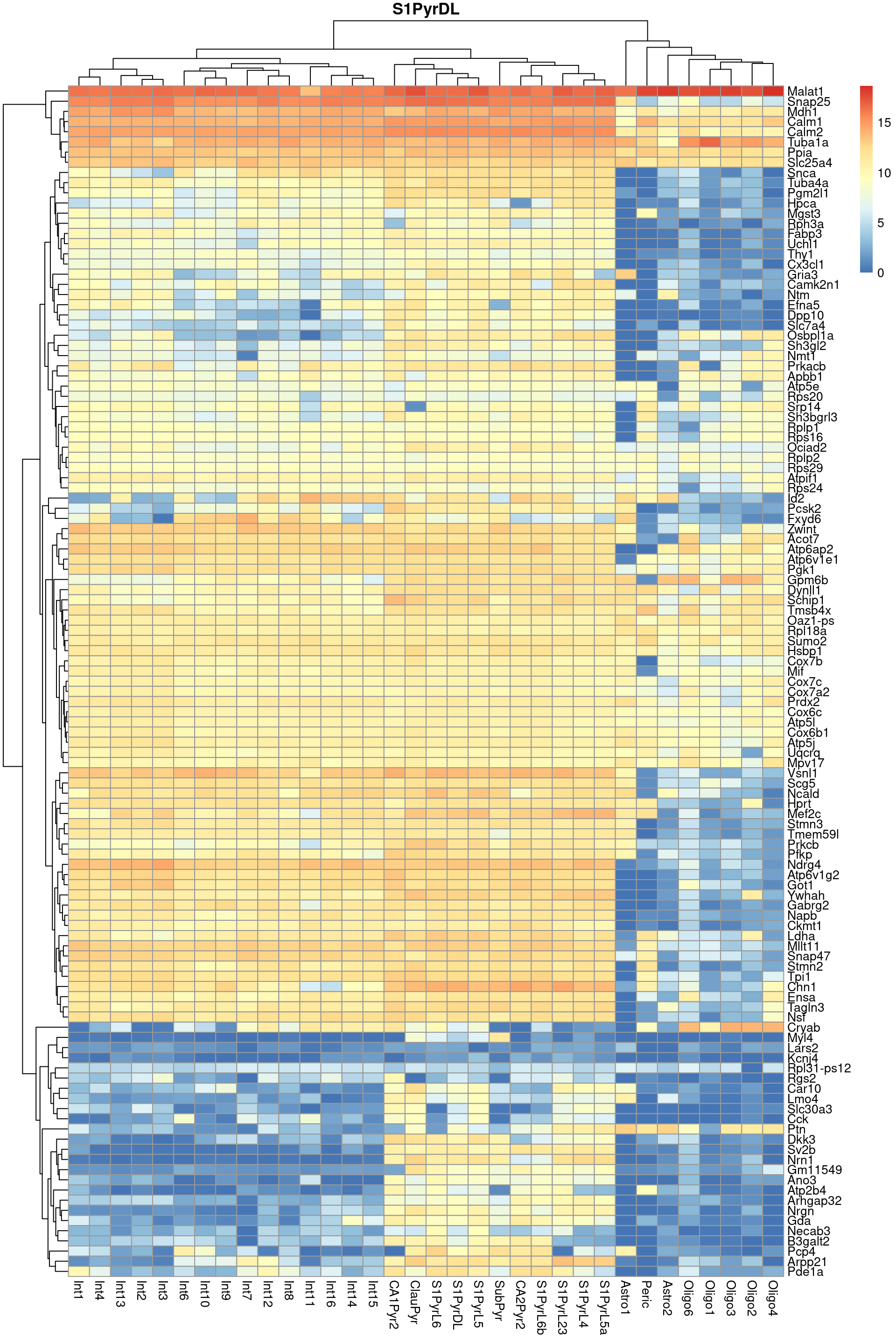 Heatmap of log-expression values in the Tasic dataset for all marker genes upregulated in the most frequent label from the Zeisel reference dataset.