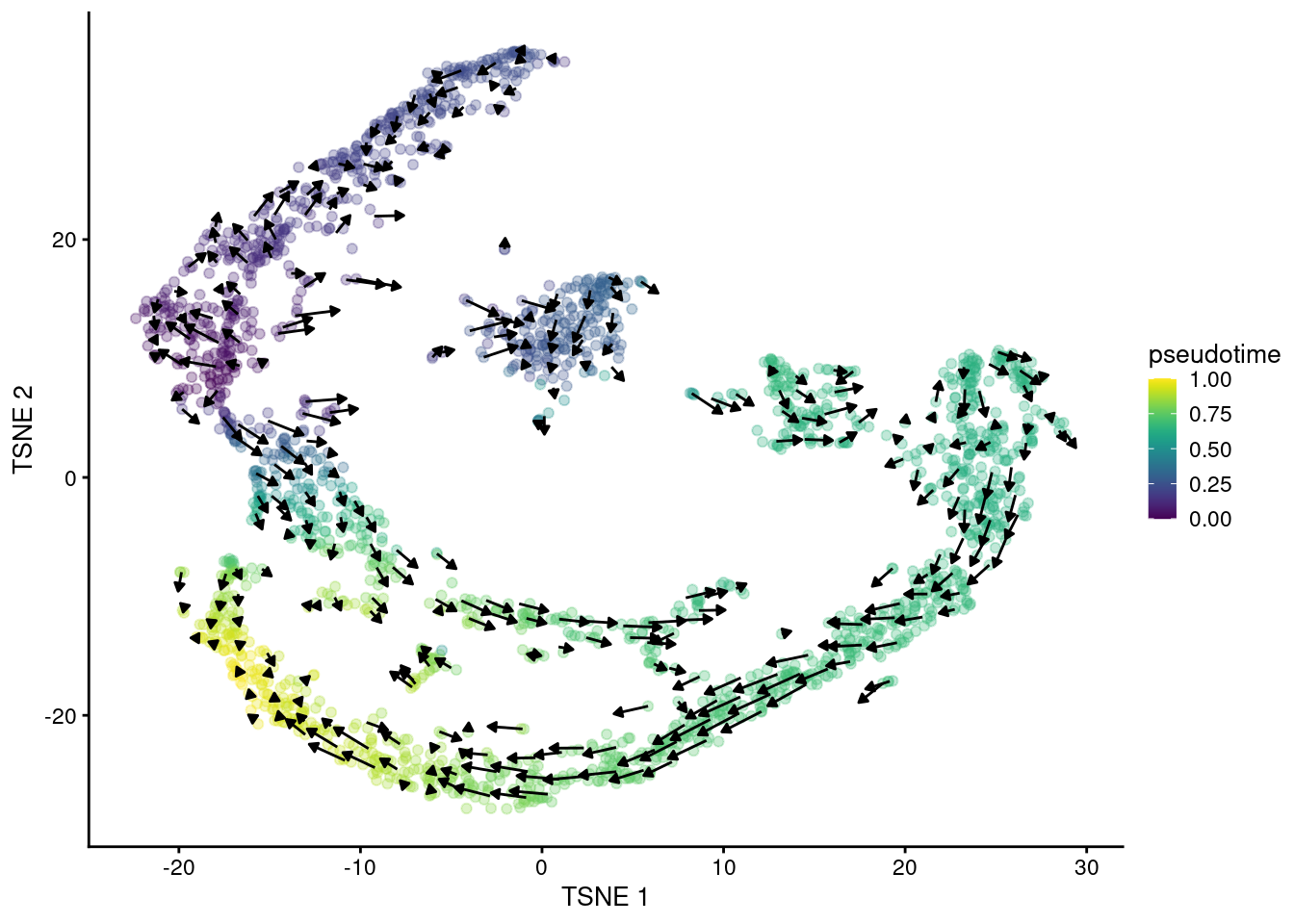 $t$-SNE plot of the Hermann spermatogenesis dataset, where each point is a cell and is colored by its velocity pseudotime. Arrows indicate the direction and magnitude of the velocity vectors, averaged over nearby cells.