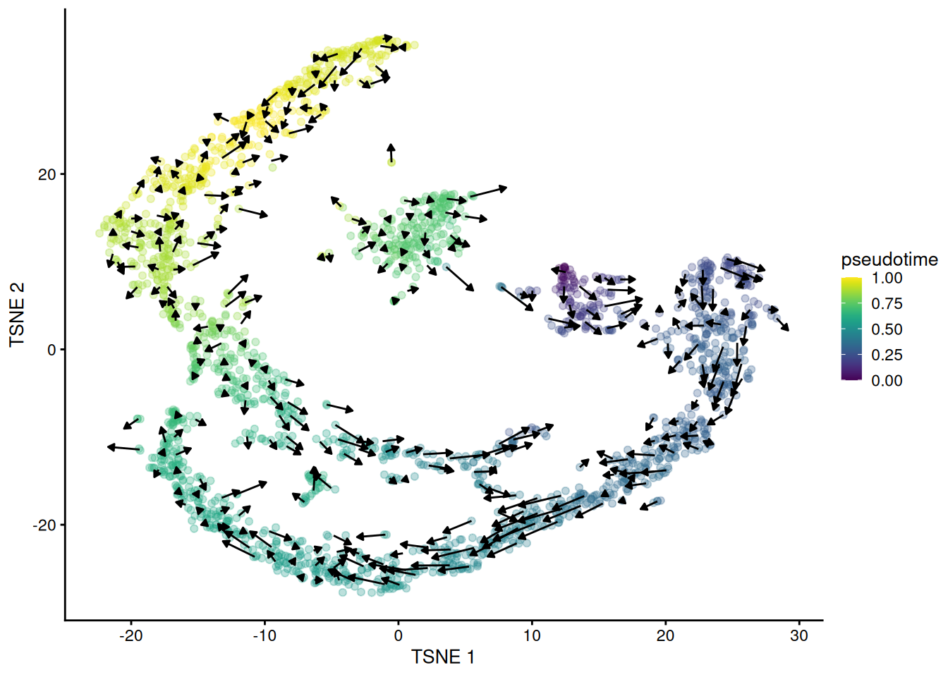 $t$-SNE plot of the Hermann spermatogenesis dataset, where each point is a cell and is colored by its velocity pseudotime. Arrows indicate the direction and magnitude of the velocity vectors, averaged over nearby cells.